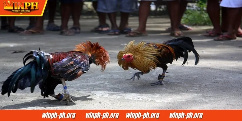Maraming sikat na anyo ng pagtaya sa sabong