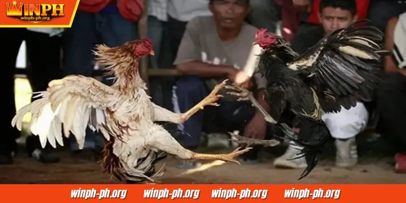 Sabong WINPH ang pinakamagandang lugar para tumaya