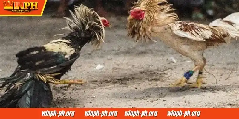 Sundan nang detalyado ang mga pangyayari sa laban